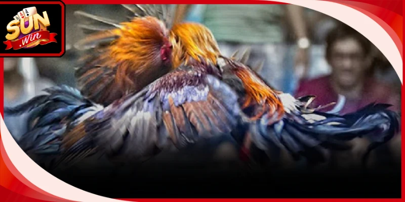 Mẹo cược đá gà cựa dao hỗ trợ bạn bắt trúng cửa cược có khả năng thắng cao